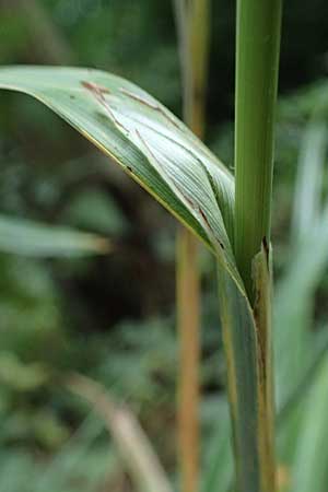 Carex agastachys / Eastern Pendulous Sedge, Eastern Hanging Sedge, D Bruchsal 23.7.2022