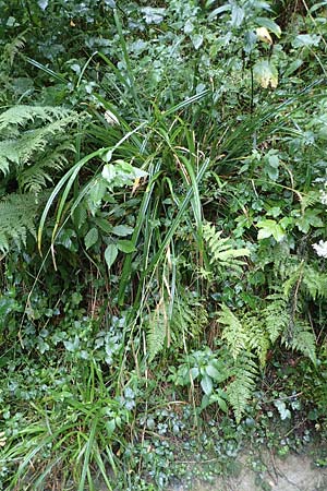 Carex agastachys / Eastern Pendulous Sedge, Eastern Hanging Sedge, D Bruchsal 23.7.2022