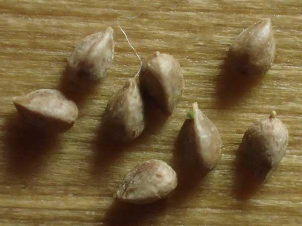 Carex agastachys / Eastern Pendulous Sedge, Eastern Hanging Sedge, D Bruchsal 23.7.2022