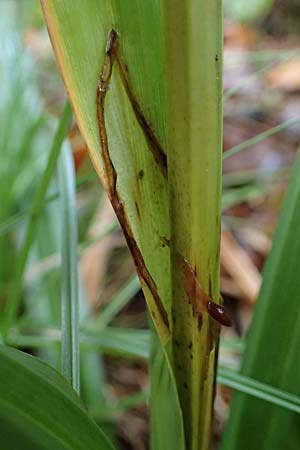 Carex agastachys / Eastern Pendulous Sedge, Eastern Hanging Sedge, D Odenwald, Gammelsbach 16.10.2022