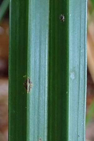 Carex agastachys / Eastern Pendulous Sedge, Eastern Hanging Sedge, D Odenwald, Gammelsbach 16.10.2022