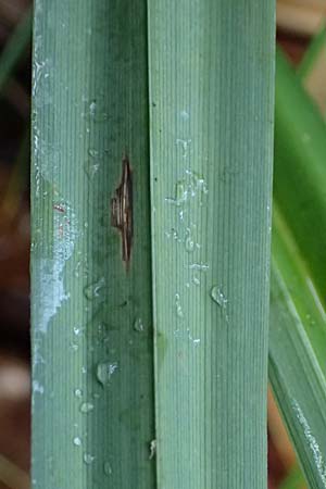 Carex agastachys / Eastern Pendulous Sedge, Eastern Hanging Sedge, D Odenwald, Gammelsbach 16.10.2022
