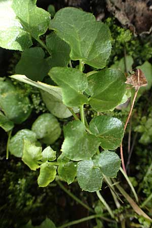 Cardamine corymbosa \ Neuseel�ndisches Schaumkraut / New Zealand Bitter-Cress, D Mannheim 31.10.2022