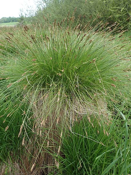 Carex appropinquata \ Schwarzschopf-Segge, Gedr�ngt�hrige Segge / Fibrous Tussock Sedge, D Walld&uuml;rn 20.5.2023