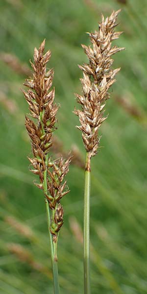 Carex appropinquata \ Schwarzschopf-Segge, Gedr�ngt�hrige Segge / Fibrous Tussock Sedge, D Walld&uuml;rn 20.5.2023