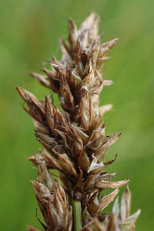 Carex appropinquata \ Schwarzschopf-Segge, Gedr�ngt�hrige Segge / Fibrous Tussock Sedge, D Walld&uuml;rn 20.5.2023