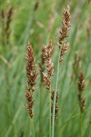Carex appropinquata \ Schwarzschopf-Segge, Gedr�ngt�hrige Segge / Fibrous Tussock Sedge, D Walld&uuml;rn 20.5.2023