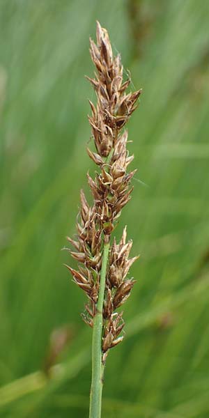 Carex appropinquata \ Schwarzschopf-Segge, Gedr�ngt�hrige Segge / Fibrous Tussock Sedge, D Walld&uuml;rn 20.5.2023