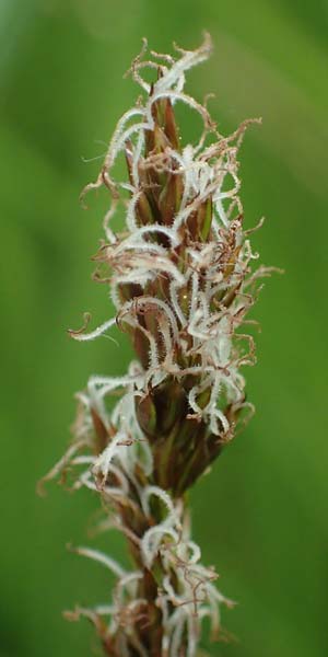 Carex appropinquata \ Schwarzschopf-Segge, Gedr�ngt�hrige Segge / Fibrous Tussock Sedge, D Walld&uuml;rn 20.5.2023