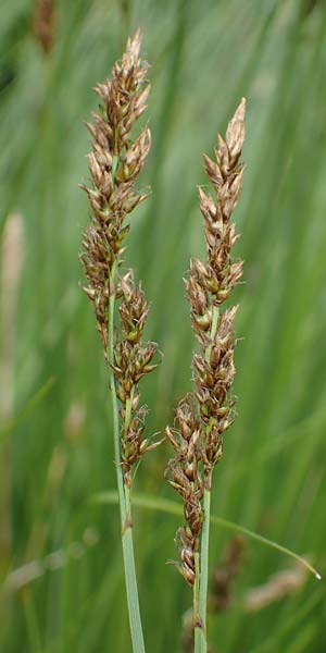 Carex appropinquata \ Schwarzschopf-Segge, Gedr�ngt�hrige Segge / Fibrous Tussock Sedge, D Walld&uuml;rn 20.5.2023