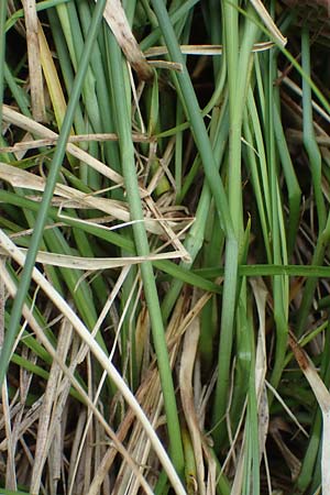 Carex appropinquata \ Schwarzschopf-Segge, Gedr�ngt�hrige Segge / Fibrous Tussock Sedge, D Walld&uuml;rn 20.5.2023
