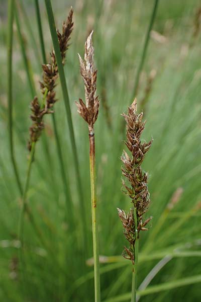 Carex appropinquata \ Schwarzschopf-Segge, Gedr�ngt�hrige Segge / Fibrous Tussock Sedge, D Walld&uuml;rn 20.5.2023