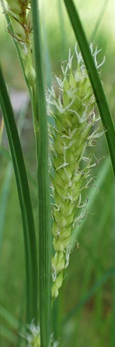 Carex atherodes \ Gro�e Grannen-Segge / Wheat Sedge, D  2.6.2023