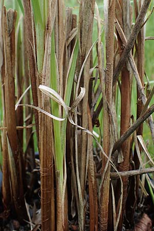 Carex atherodes \ Gro�e Grannen-Segge / Wheat Sedge, D  2.6.2023