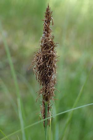 Carex atherodes \ Gro�e Grannen-Segge / Wheat Sedge, D  2.6.2023