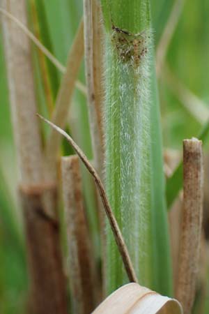 Carex atherodes \ Gro�e Grannen-Segge / Wheat Sedge, D  2.6.2023