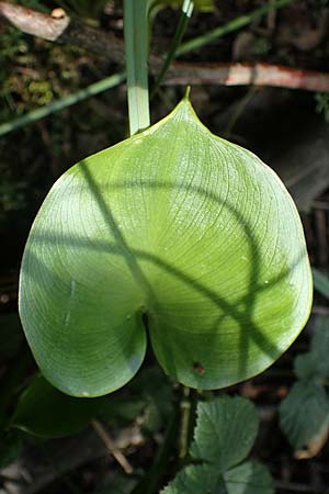 Calla palustris \ Sumpf-Calla / Bog Arum, D Eppenbrunn 26.6.2023