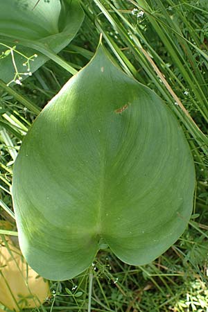 Calla palustris \ Sumpf-Calla / Bog Arum, D Eppenbrunn 26.6.2023