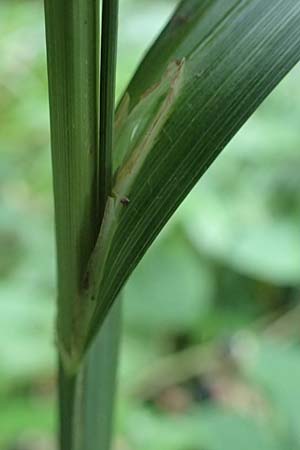 Carex agastachys / Eastern Pendulous Sedge, Eastern Hanging Sedge, D Heidelberg 12.8.2023