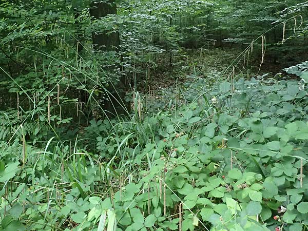 Carex agastachys / Eastern Pendulous Sedge, Eastern Hanging Sedge, D Heidelberg 12.8.2023