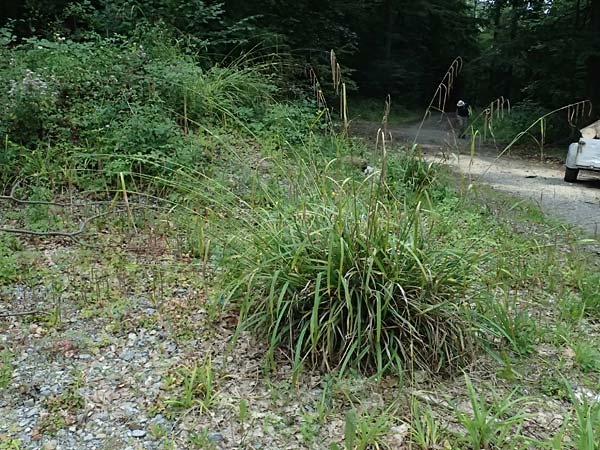 Carex agastachys / Eastern Pendulous Sedge, Eastern Hanging Sedge, D Heidelberg 12.8.2023
