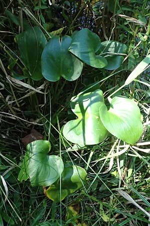 Calla palustris \ Sumpf-Calla / Bog Arum, D Regen 12.8.2024