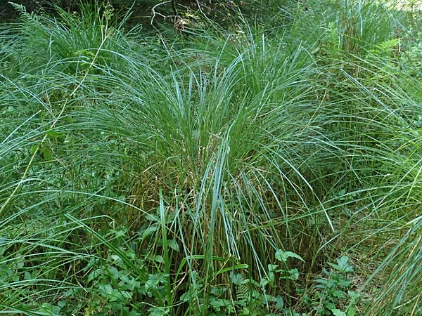 Carex appropinquata \ Schwarzschopf-Segge, Gedr�ngt�hrige Segge / Fibrous Tussock Sedge, D Uffing 14.8.2024