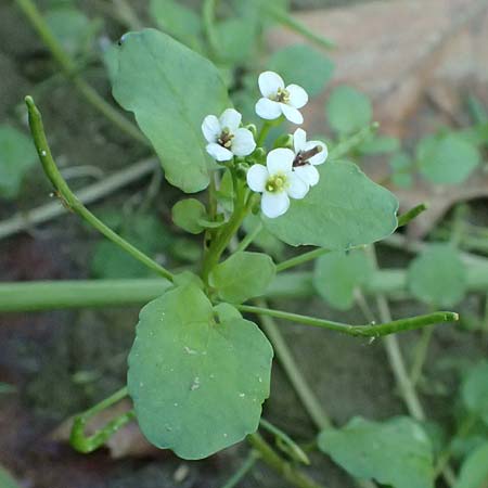 Cardamine hirsuta \ Vielst�ngeliges Schaumkraut, Behaartes Schaumkraut / Hairy Bitter-Cress, D Mannheim 29.8.2024