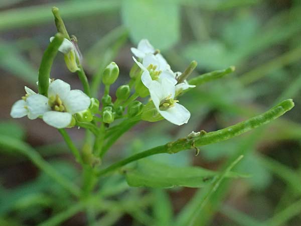 Cardamine hirsuta \ Vielst�ngeliges Schaumkraut, Behaartes Schaumkraut / Hairy Bitter-Cress, D Mannheim 29.8.2024