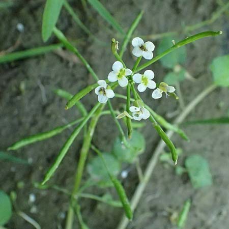 Cardamine hirsuta \ Vielst�ngeliges Schaumkraut, Behaartes Schaumkraut / Hairy Bitter-Cress, D Mannheim 29.8.2024