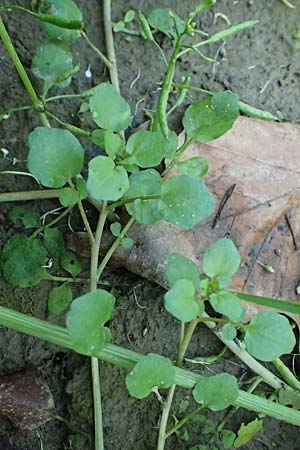 Cardamine hirsuta \ Vielst�ngeliges Schaumkraut, Behaartes Schaumkraut / Hairy Bitter-Cress, D Mannheim 29.8.2024