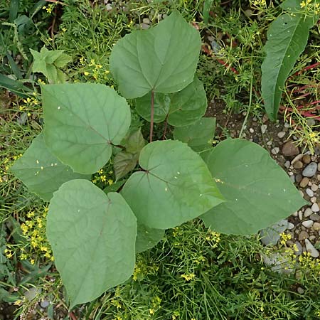 Catalpa bignonioides \ Gew�hnlicher Trompetenbaum, Beamtenbaum / Common Catalpa, Indian Bean Tree, D Mannheim 8.9.2024