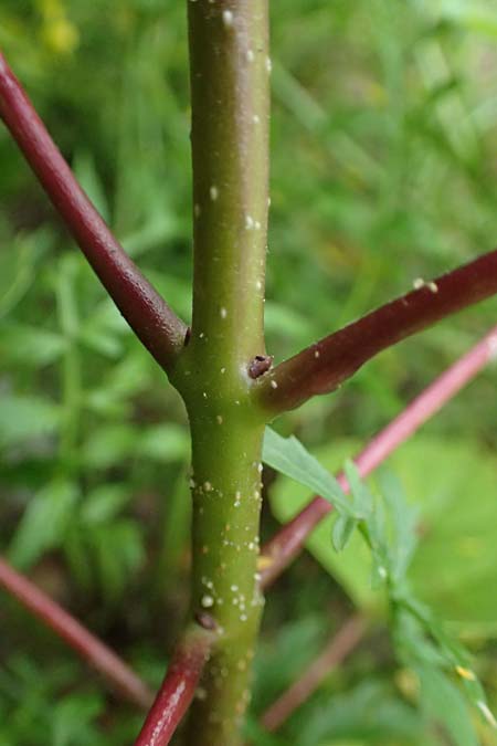 Catalpa bignonioides \ Gew�hnlicher Trompetenbaum, Beamtenbaum / Common Catalpa, Indian Bean Tree, D Mannheim 8.9.2024