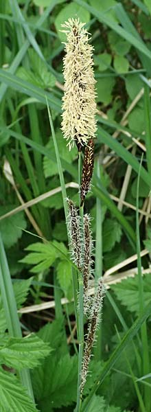 Carex acutiformis \ Sumpf-Segge / Lesser Pond Sedge, D Rain 8.5.2025