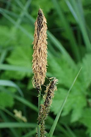 Carex acutiformis \ Sumpf-Segge / Lesser Pond Sedge, D Rain 8.5.2025