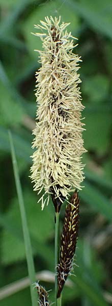 Carex acutiformis \ Sumpf-Segge / Lesser Pond Sedge, D Rain 8.5.2025