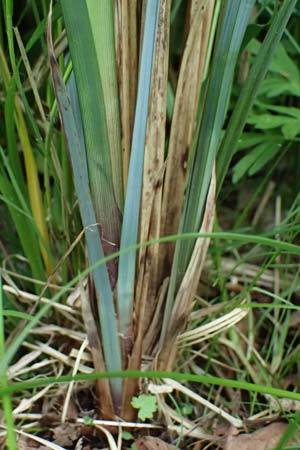 Carex acutiformis \ Sumpf-Segge / Lesser Pond Sedge, D Rain 8.5.2025