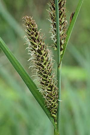 Carex acutiformis \ Sumpf-Segge / Lesser Pond Sedge, D Rain 8.5.2025