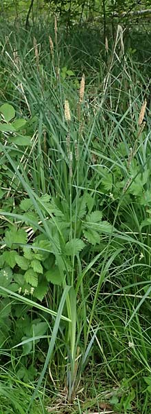 Carex acutiformis \ Sumpf-Segge / Lesser Pond Sedge, D Rain 8.5.2025