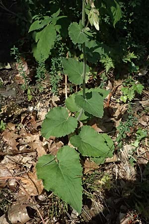 Campanula alliariifolia \ Wei�e Kaukasus-Glockenblume, Knoblauchraukenbl�ttrige Glockenblume / Cornish Bellflower, D Lahnstein 19.6.2025