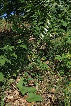 Campanula alliariifolia \ Wei�e Kaukasus-Glockenblume, Knoblauchraukenbl�ttrige Glockenblume / Cornish Bellflower, D Lahnstein 19.6.2025