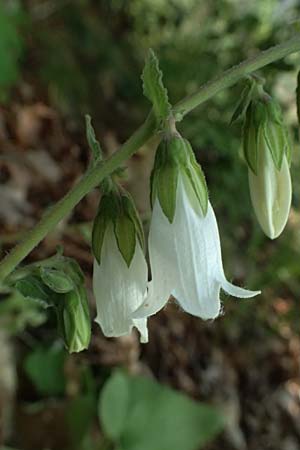 Campanula alliariifolia \ Wei�e Kaukasus-Glockenblume, Knoblauchraukenbl�ttrige Glockenblume / Cornish Bellflower, D Lahnstein 19.6.2025