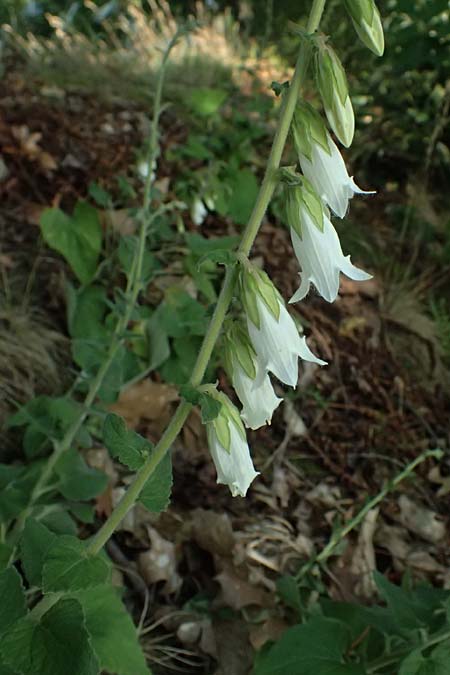 Campanula alliariifolia \ Wei�e Kaukasus-Glockenblume, Knoblauchraukenbl�ttrige Glockenblume / Cornish Bellflower, D Lahnstein 19.6.2025