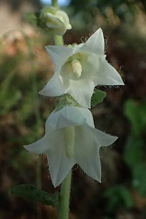Campanula alliariifolia \ Wei�e Kaukasus-Glockenblume, Knoblauchraukenbl�ttrige Glockenblume / Cornish Bellflower, D Lahnstein 19.6.2025