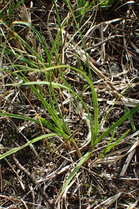 Carex arenaria \ Sand-Segge / Sand Sedge, D Viernheim 16.7.2025
