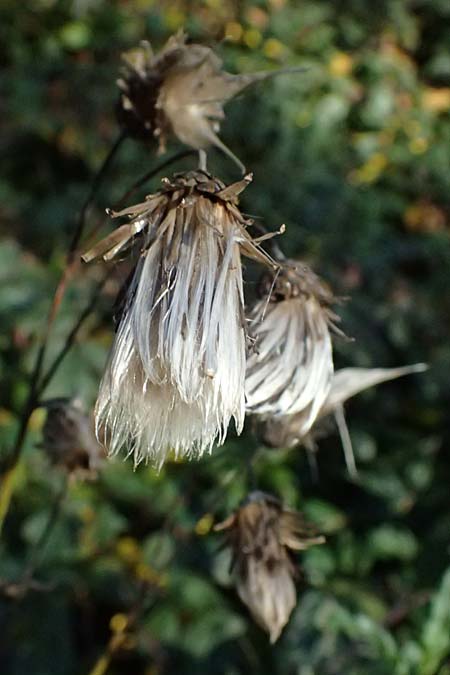 Cirsium arvense \ Acker-Kratzdistel / Creeping Thistle, D Schwarzwald/Black-Forest, Baiersbronn 18.10.2025