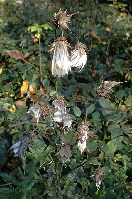 Cirsium arvense \ Acker-Kratzdistel / Creeping Thistle, D Schwarzwald/Black-Forest, Baiersbronn 18.10.2025