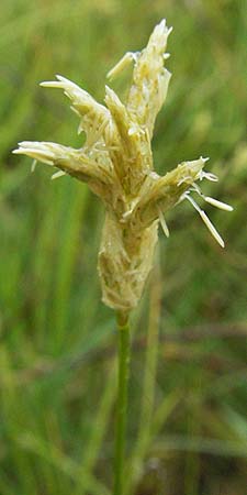 Carex brizoides \ Zittergras-Segge / Quaking Grass Sedge, D Allg&auml;u, Gebrazhofen 5.5.2007