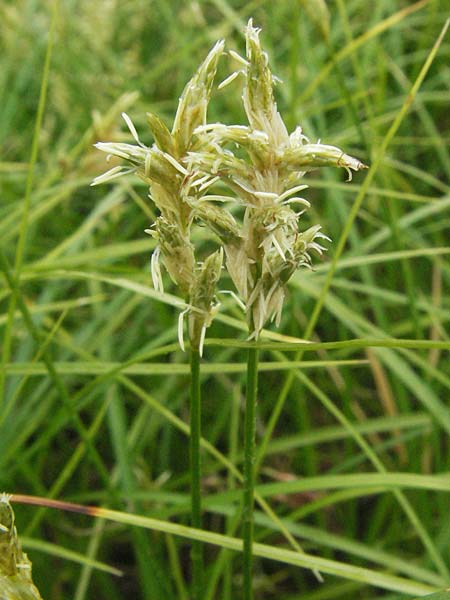 Carex brizoides \ Zittergras-Segge / Quaking Grass Sedge, D Allg&auml;u, Gebrazhofen 5.5.2007