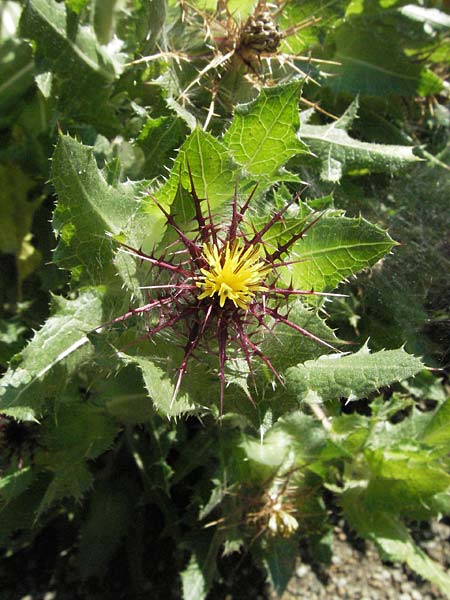 Centaurea benedicta \ Benediktenkraut / Blessed Thistle, D Botan. Gar.  Universit.  Mainz 4.8.2007